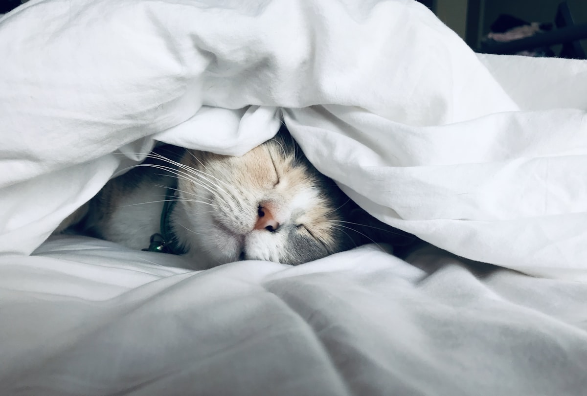 Magnesium and sleep: why this mineral may be the missing link to better rest